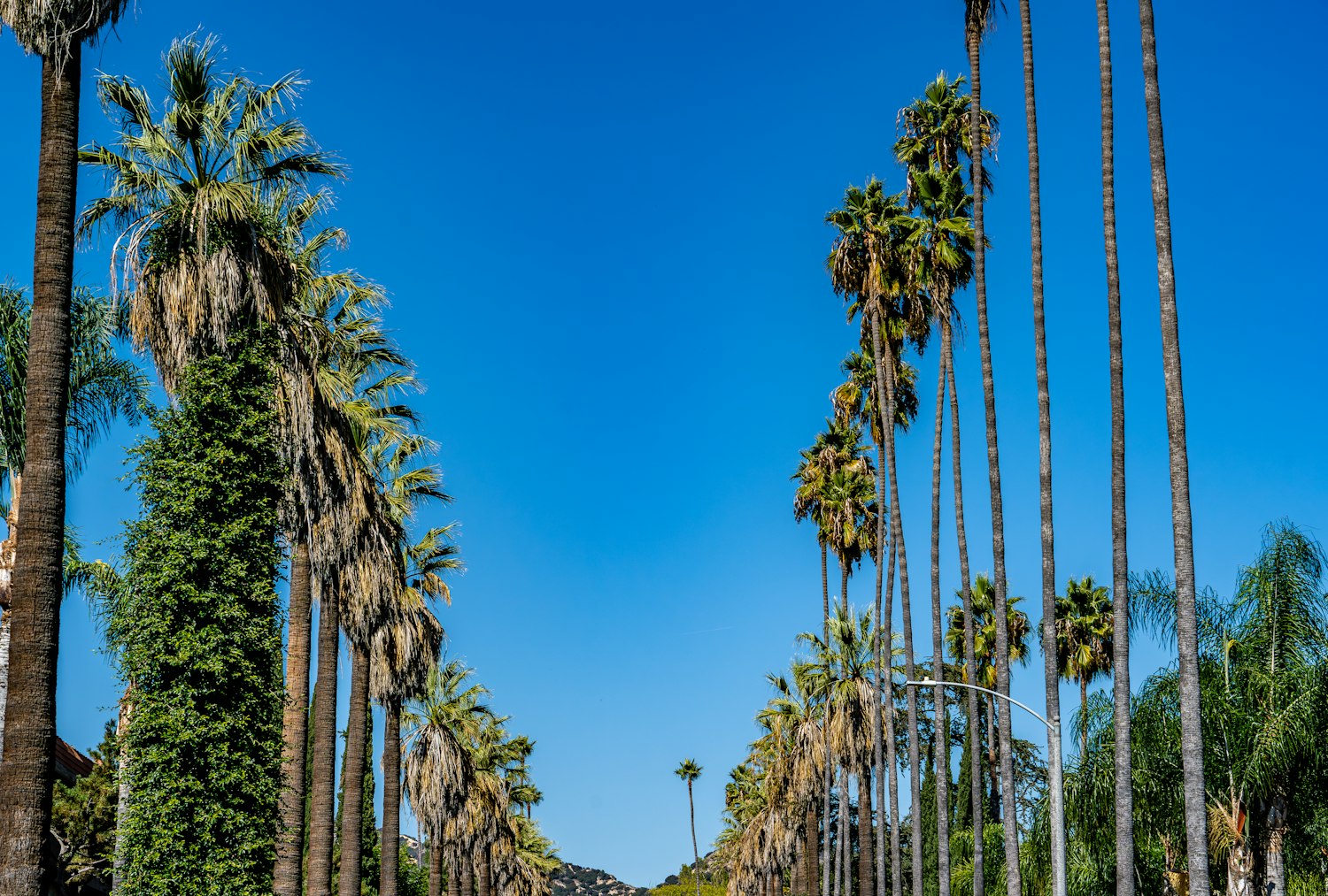 Sunny palm-tree-lined residential street under a clear blue sky